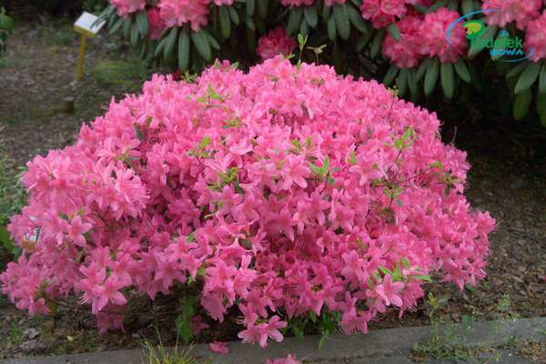 Azalia japońska Royal Pink